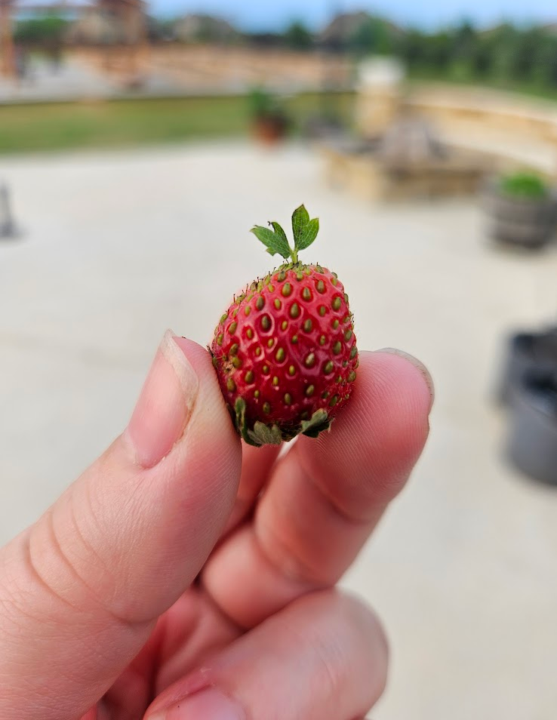 How cool is this?? 🍓