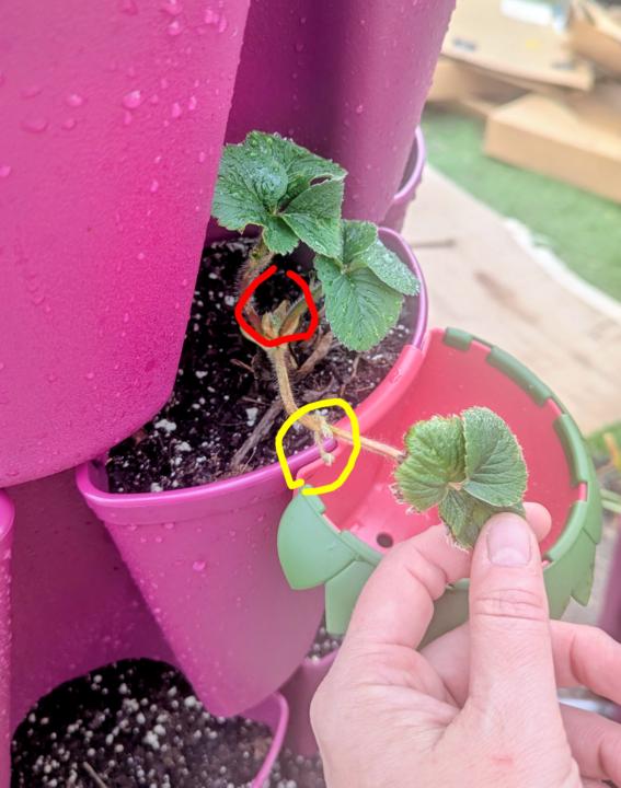 🍓My Best Strawberry Plant So Far 🍓