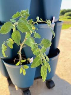 Tomato