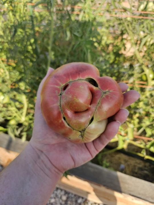 🍅 Have you ever seen tomatoes like this?