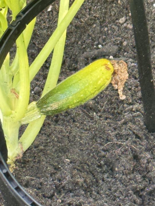My poor cucumber