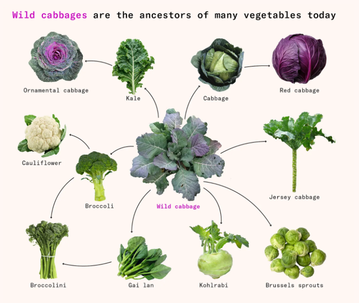 How an unappetizing shrub became dozens of different vegetables
