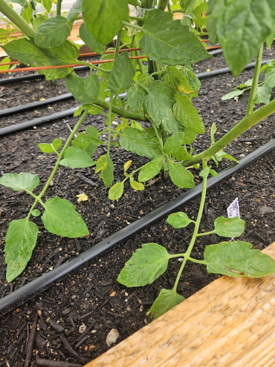 🍅 How to Prune Tomatoes to Reduce Disease Pressure