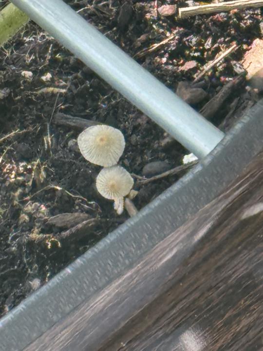 Mushrooms