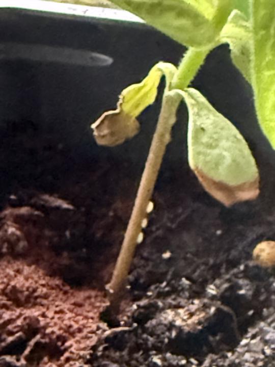 Aphids? Flies?