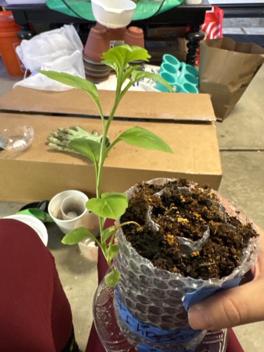 It’s a transplant life for us