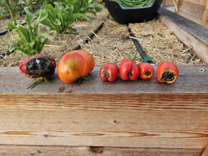 🍅 Blossom End Rot: It's Not What Most People Think