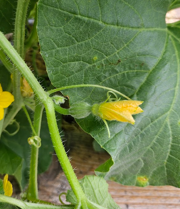 🌸 Male vs. Female Flowers | Why your Melons & Squash Might Not Be Fruiting