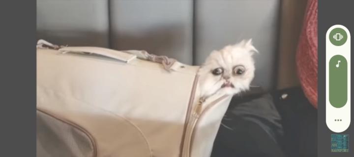 Wakanda Forever cat