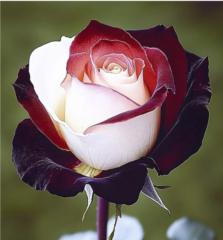 Monica González brevers