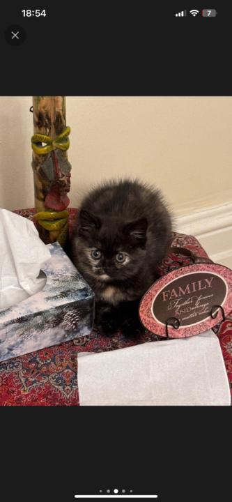 Manuel Gutierrez Rubio