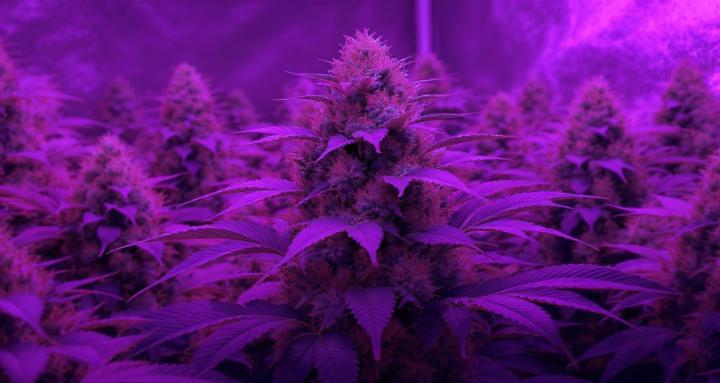 Cannabis Growing Guide