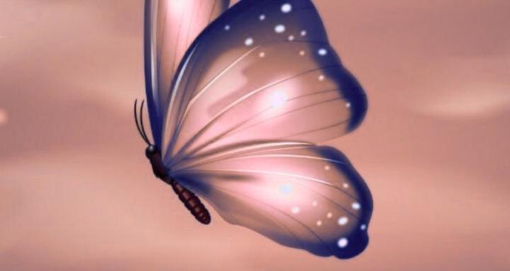 Your Local Cleaning Lady