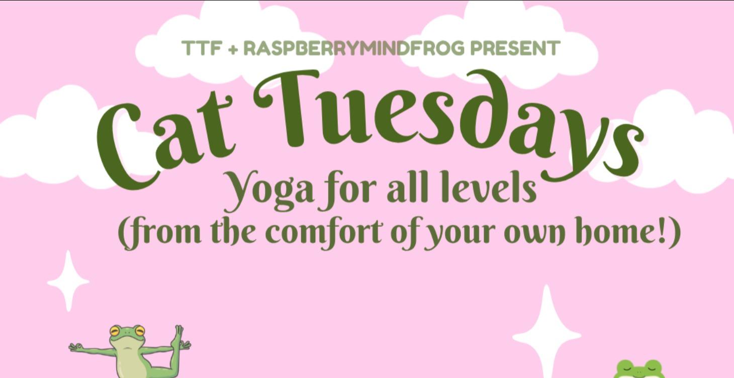 Cat Tuesdays - Yoga for All Levels