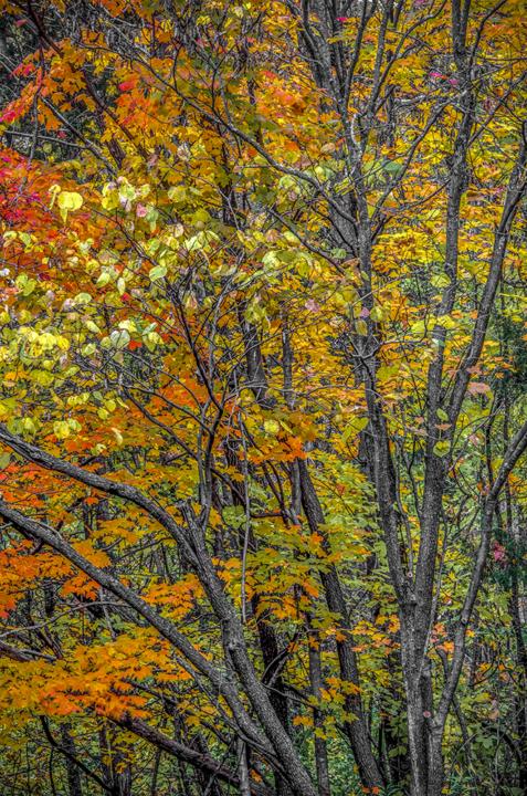 My Latest Finished Photograph - Threads Of Fall