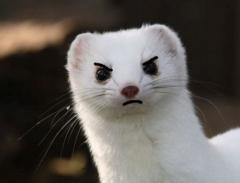 Smol Stoat