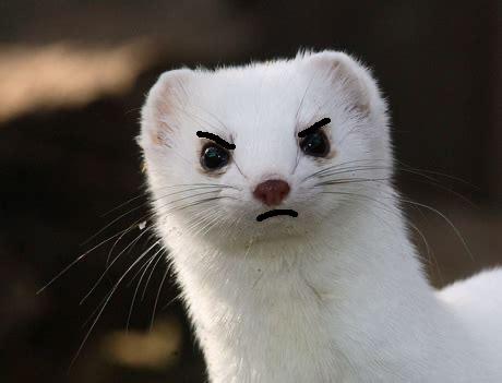 Smol Stoat