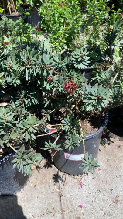 Example.com Example.org