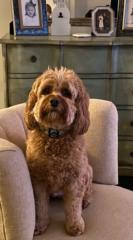 Meridith Roseborough