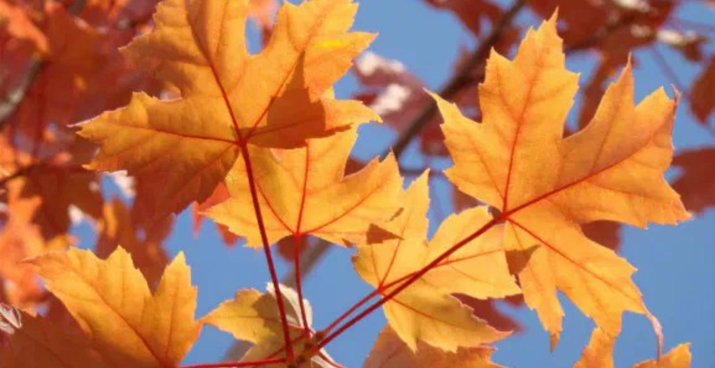 THE FALL AWARENESS CALENDAR - ARE YOU BEHIND?