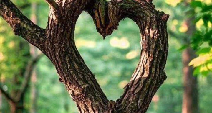 Heart’s Calling