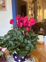 לירון אוחיון