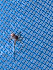 José Durán Cortés