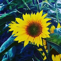 Marina Steudtner-Scholze