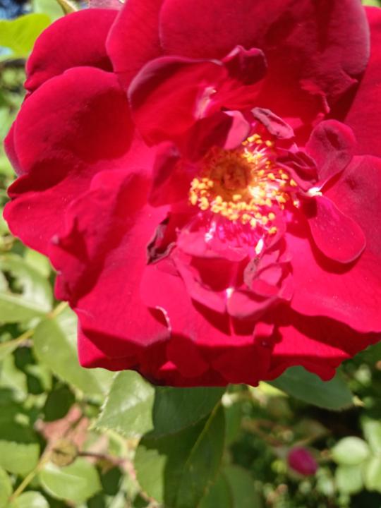 Joseph and Rose M Smith