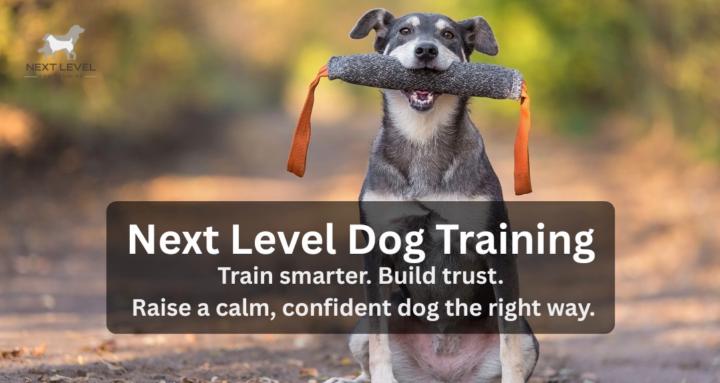 Next Level Dog Training School
