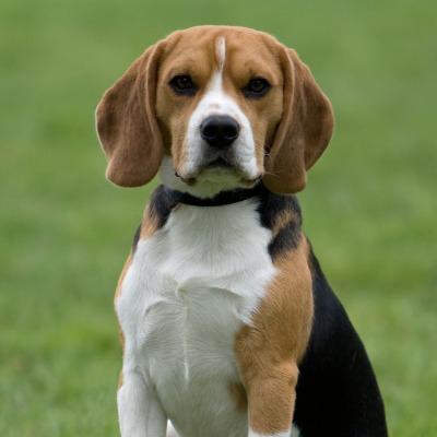 Celeste Indira Marguax