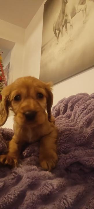 Μαρία Αποστολάκη