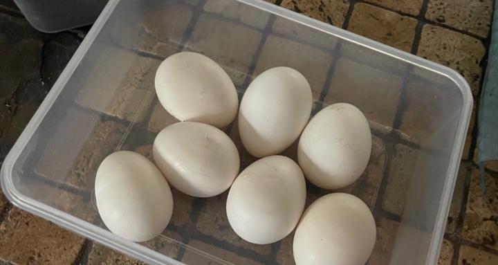 Chickens on the Spectrum