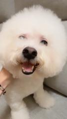 Xiao Dolly