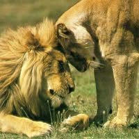 ג'ולייט חטואל