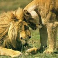 ג'ולייט חטואל