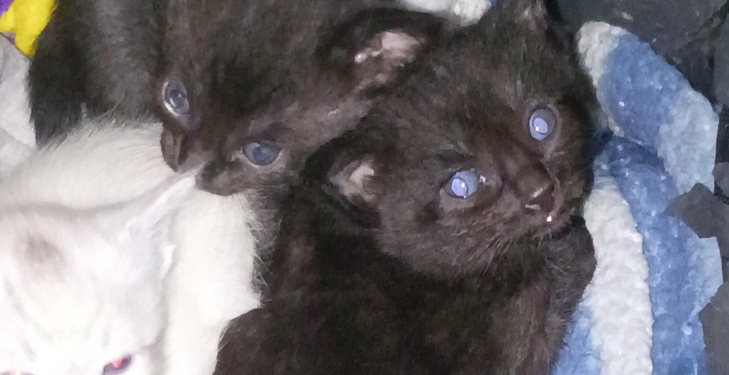Newborn kittens... the dos and donts
