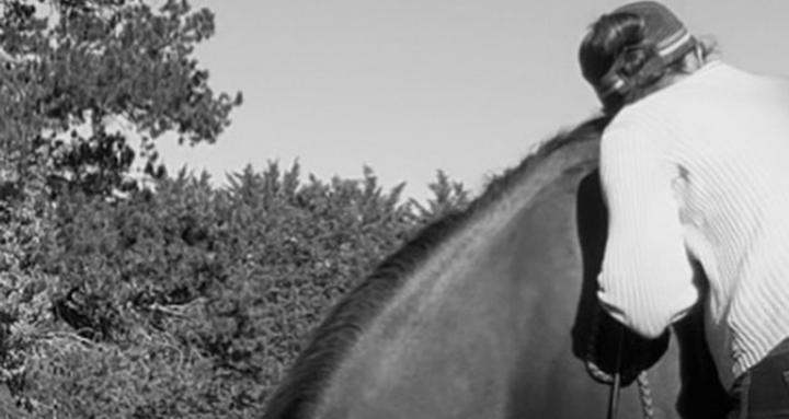The Equine Compass