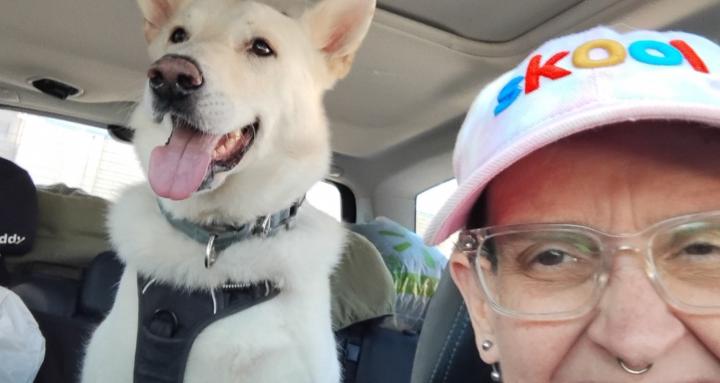 Road Life with Dogs