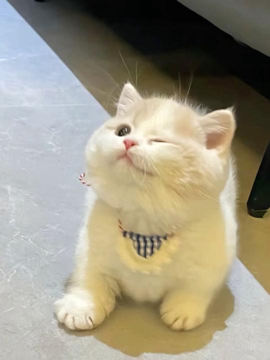 Đỗ Trà my
