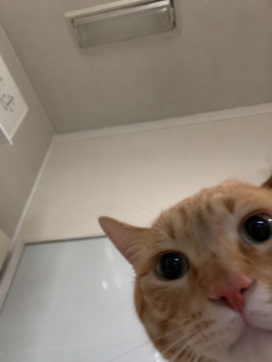 Chat GPT what do you look like? 