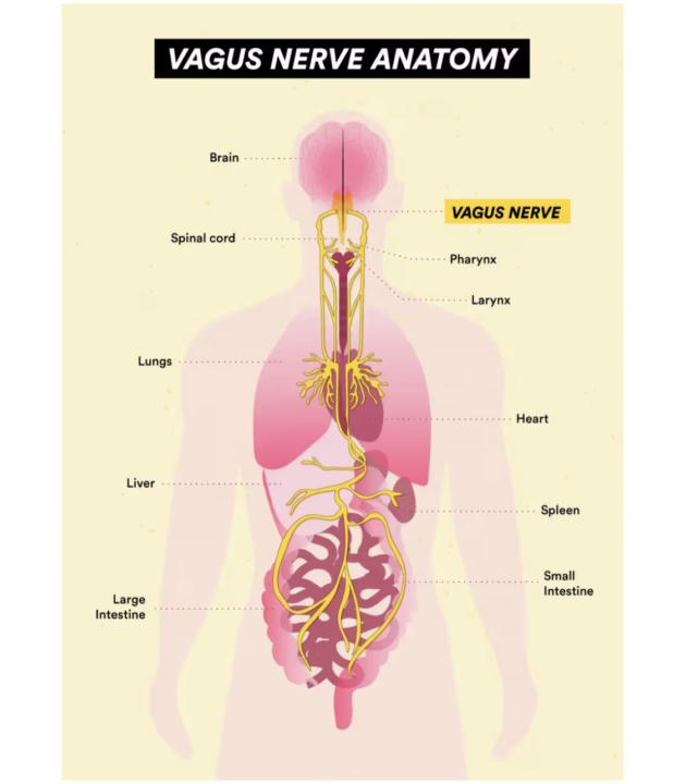 Vagus Nerve Diagnostics & Basic Reset