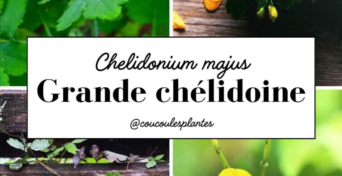 La grande chélidoine : l'herbe aux verrues