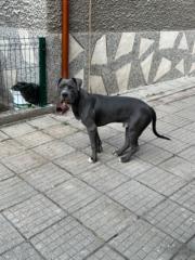 Ангел Ангелов