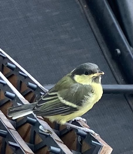 Gry Helen Tharaldsen