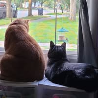 Cat Rossier