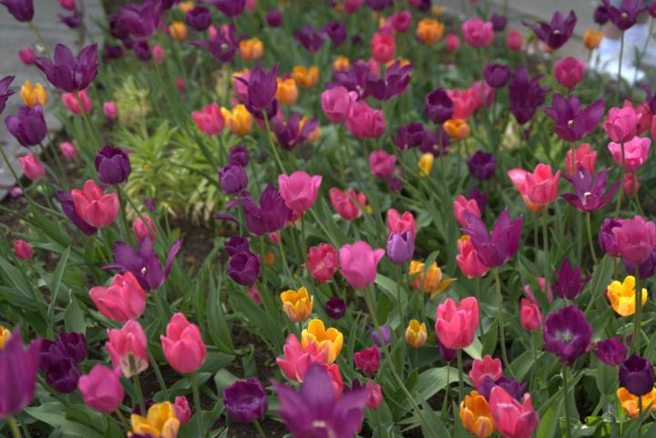 Anzelika Salaviejiene