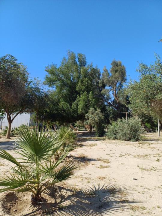 Saeda A