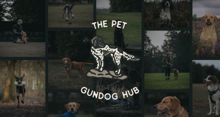 The Pet Gundog Hub