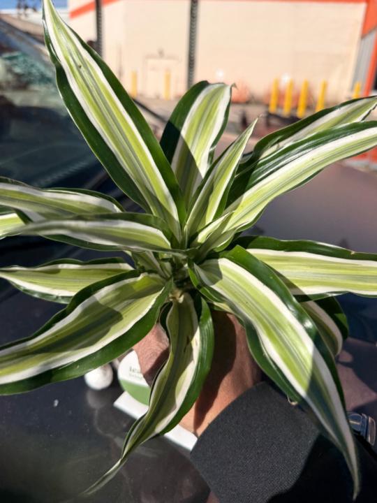 Yvonne Hollingsworth